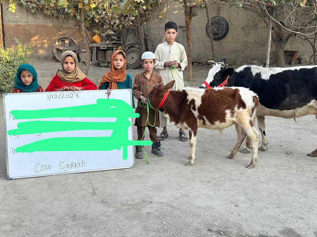 A Cow with Calf Gifted to an Orphan Family